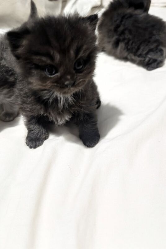 Persian kittens for sale in Saltcoats, Ayrshire and Arran – 5 weeks old - Image 3 of 3