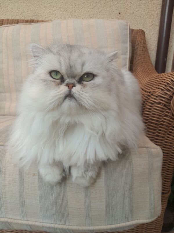 Persian Chinchilla Kittens x2 for sale in Oldbury, West Midlands