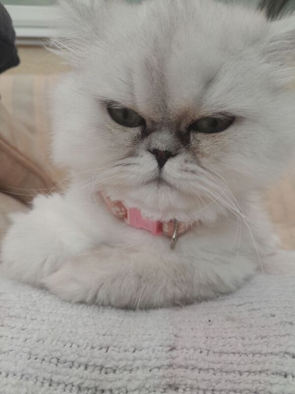 Persian Chinchilla Kittens x2 for sale in Oldbury, West Midlands - Image 2