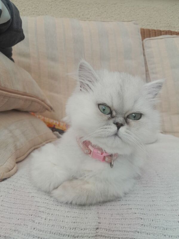 Persian Chinchilla Kittens x2 for sale in Oldbury, West Midlands - Image 3