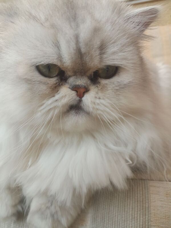 Persian Chinchilla Kittens x2 for sale in Oldbury, West Midlands - Image 4