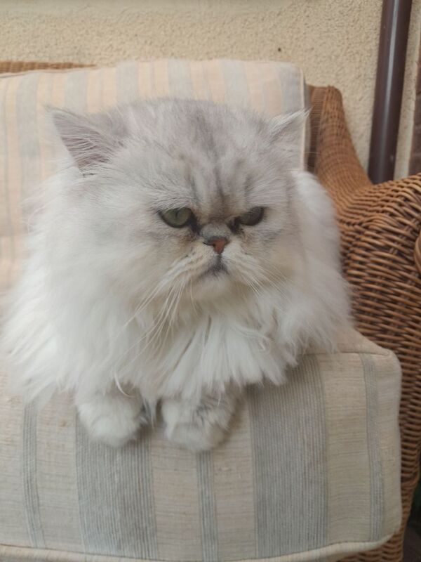 Persian Chinchilla Kittens x2 for sale in Oldbury, West Midlands - Image 5