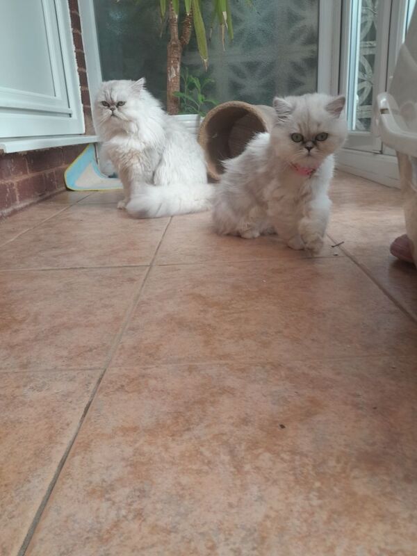 Persian Chinchilla Kittens x2 for sale in Oldbury, West Midlands - Image 6