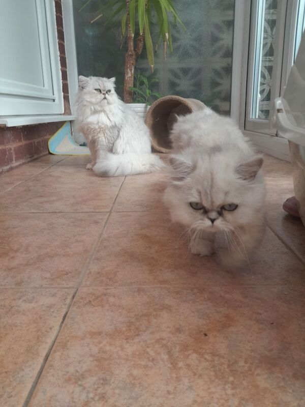 Persian Chinchilla Kittens x2 for sale in Oldbury, West Midlands - Image 8