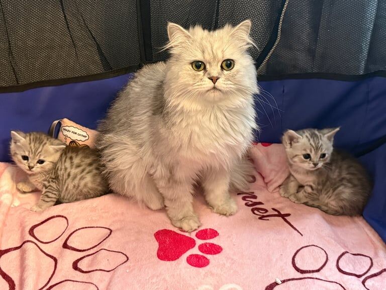 Persian cross Bengal girl one left for sale in Bedminster, Bristol