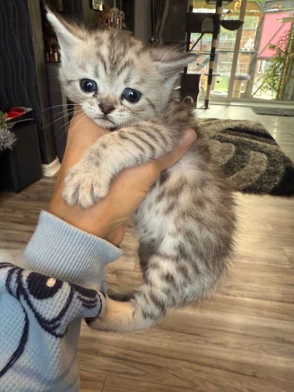 Persian cross Bengal girl one left for sale in Bedminster, Bristol | Image 2