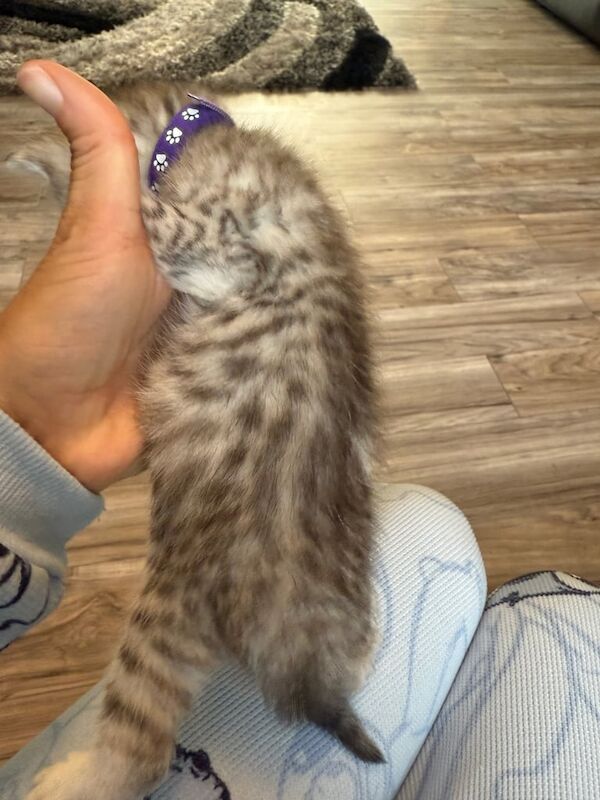 Persian cross Bengal girl one left for sale in Bedminster, Bristol | Image 3