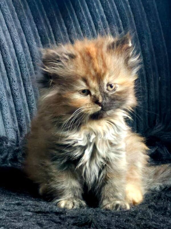 Persian cross cat for sale in Tooting, Greater London
