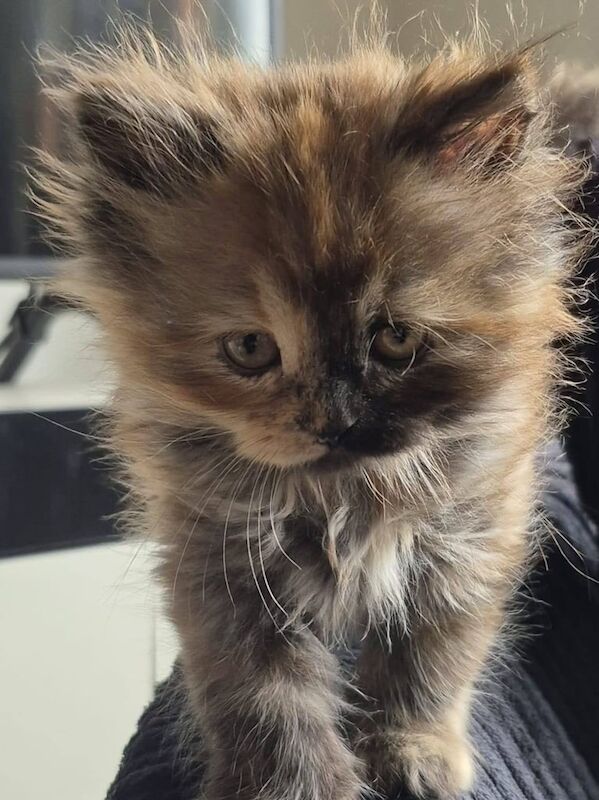 Persian cross cat - Image 3 of 3