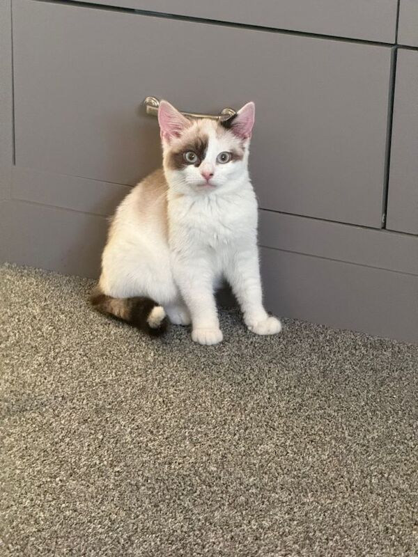 Persian Kittens For Sale Under £300