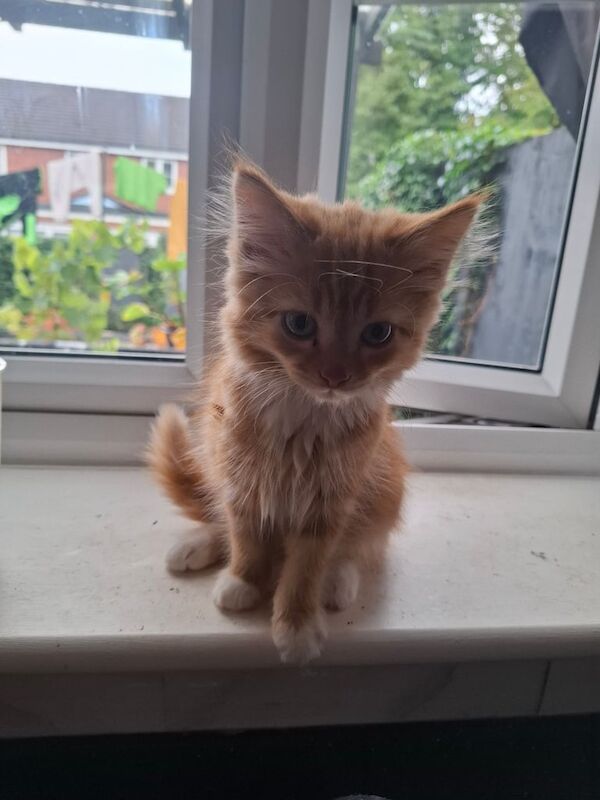 Persian kittens for sale in Hessle, East Riding of Yorkshire – 9 weeks old