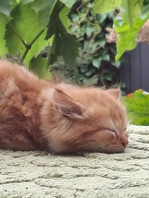 Persian kittens for sale in Hessle, East Riding of Yorkshire – 9 weeks old - Image 2 of 3