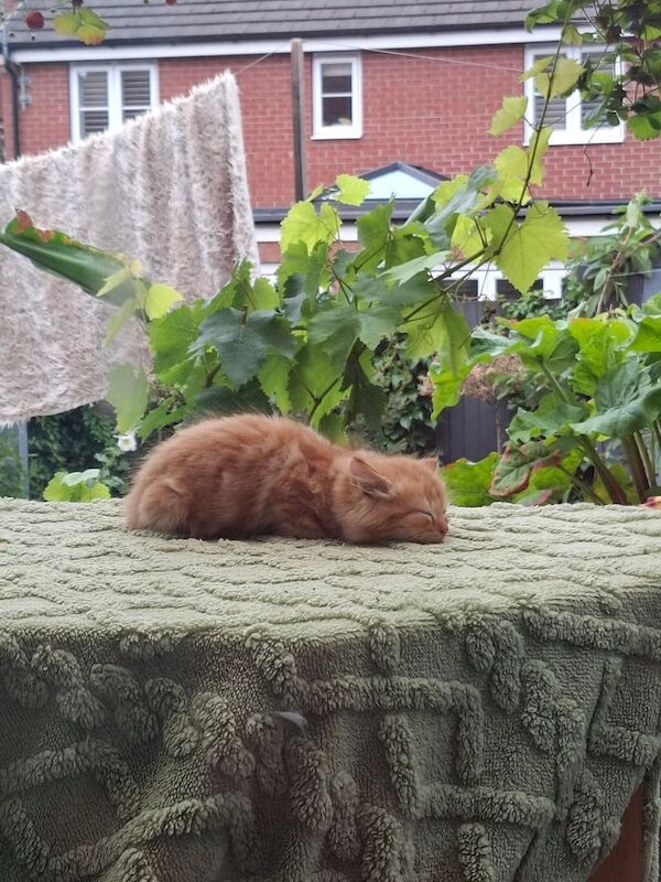 Persian kittens for sale in Hessle, East Riding of Yorkshire – 9 weeks old - Image 3 of 3