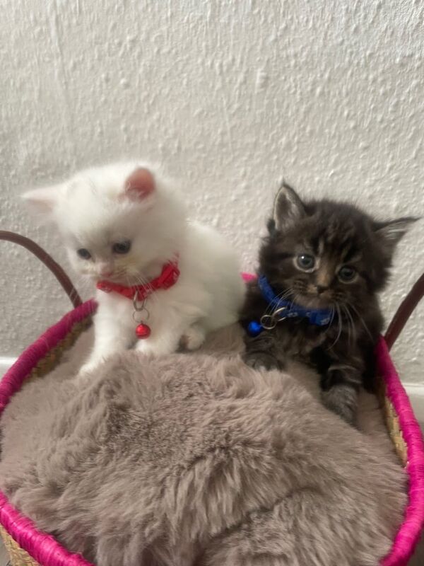 Persian cute and fluffy kittens for sale in Notting Hill, Greater London