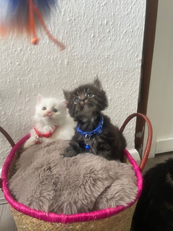 Persian cute and fluffy kittens for sale in Notting Hill, Greater London - Image 2