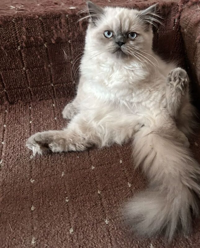 Persian kittens for sale in Leytonstone, Greater London – 4 months old