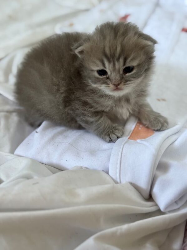 Persian kitten for sale in Sandwell, West Midlands