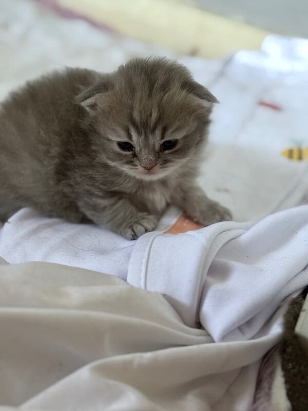 Persian kitten for sale in Sandwell, West Midlands | Image 2