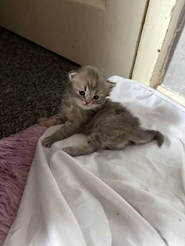Persian kitten for sale in Sandwell, West Midlands | Image 3