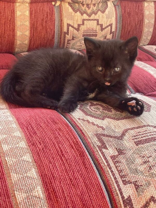 Persian kitten. for sale in Wolverhampton, West Midlands