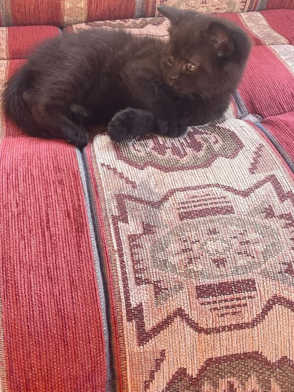 Persian kitten. for sale in Wolverhampton, West Midlands | Image 2