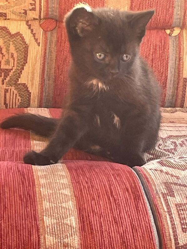 Persian kitten. for sale in Wolverhampton, West Midlands | Image 3