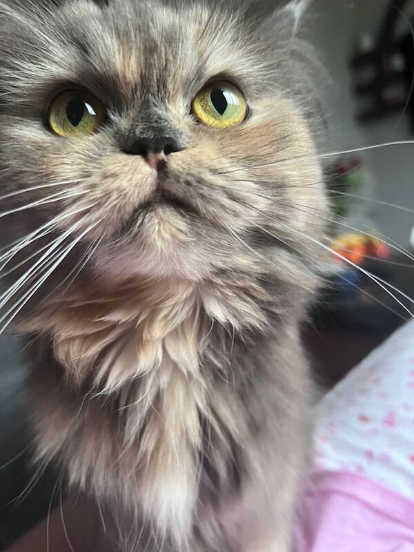Persian kitten for sale in Heald Green, Greater Manchester | Image 2