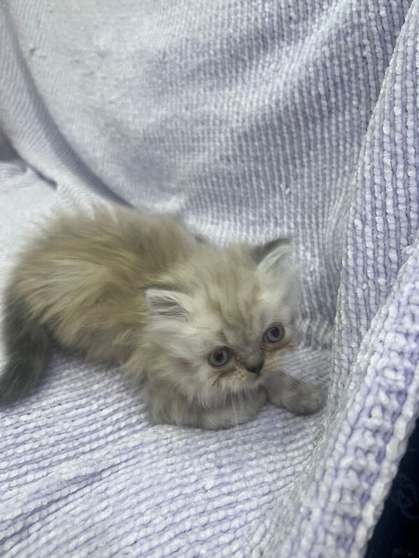 Persian kitten for sale in Heald Green, Greater Manchester | Image 3