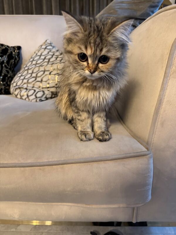 Persian kittens for sale in Brick End, Essex – 9 weeks old