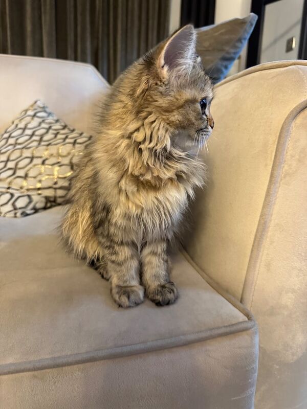 Persian kittens for sale in Brick End, Essex – 9 weeks old - Image 2 of 3