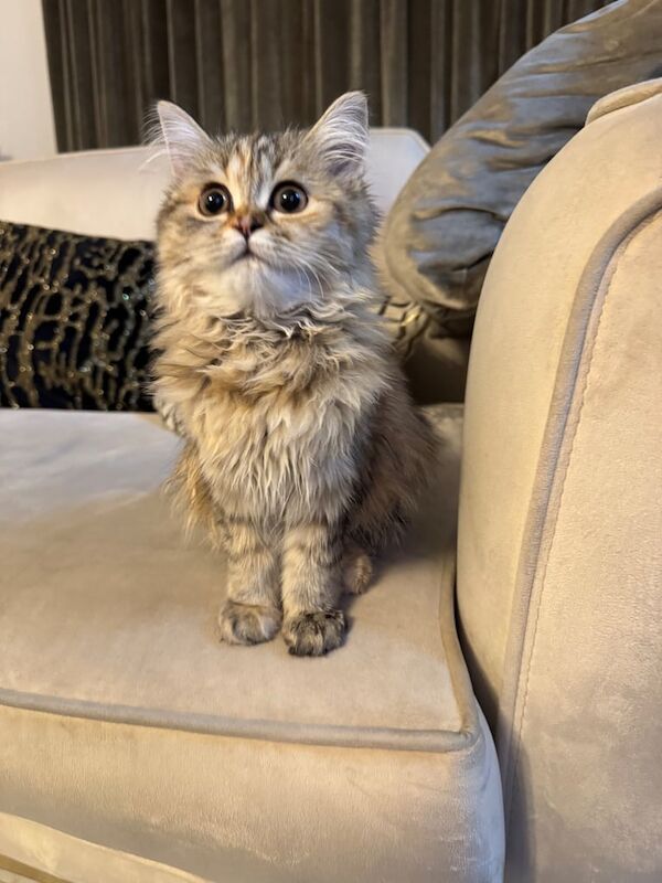 Persian kittens for sale in Brick End, Essex – 9 weeks old - Image 3 of 3