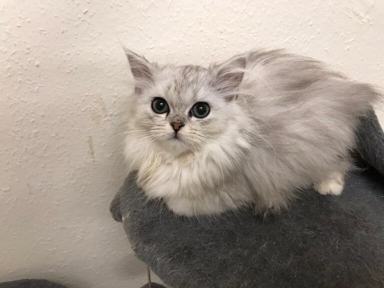 Persian kittens for sale in Roundhay, West Yorkshire – 9 weeks old