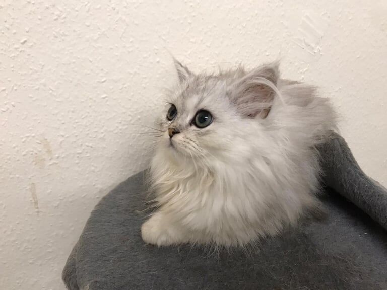 Persian kittens for sale in Roundhay, West Yorkshire – 9 weeks old - Image 2 of 3