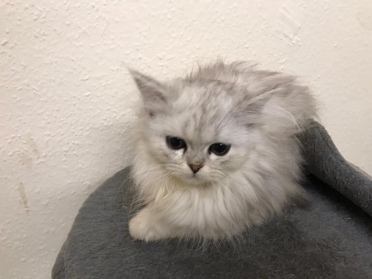Persian kittens for sale in Roundhay, West Yorkshire – 9 weeks old - Image 3 of 3