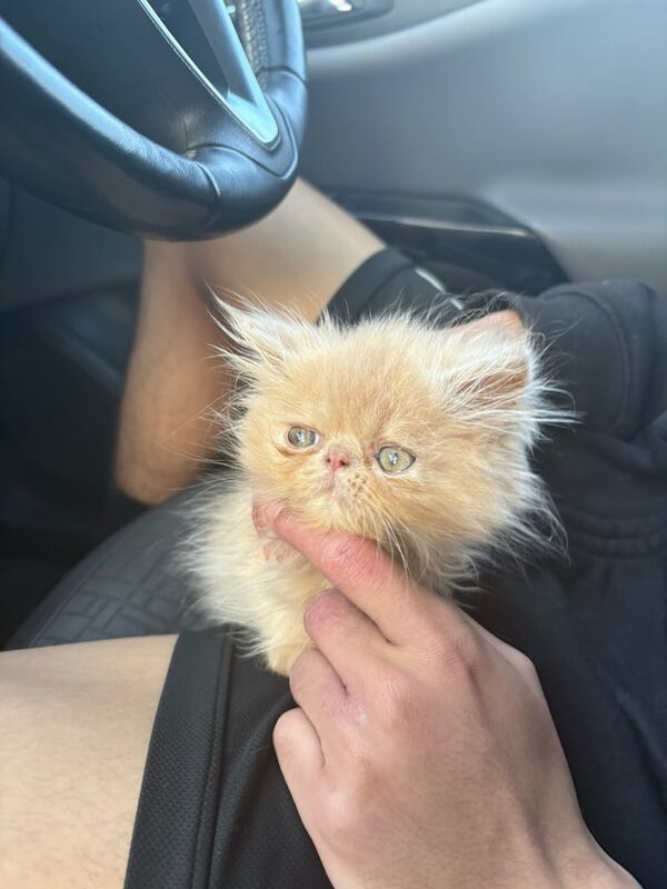 Persian kittens for sale in Carlisle, Cumbria – 10 weeks old
