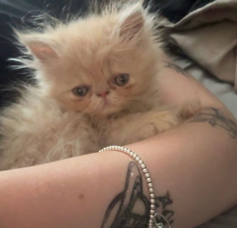 Persian kittens for sale in Carlisle, Cumbria – 10 weeks old - Image 2 of 3