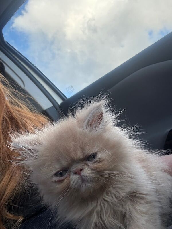 Persian kittens for sale in Carlisle, Cumbria – 10 weeks old - Image 3 of 3