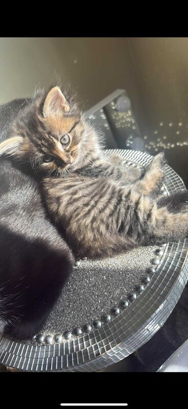 Persian kittens for sale in Sunderland, Tyne and Wear – 8 weeks old