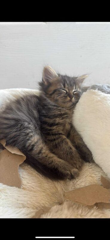 Persian kittens for sale in Sunderland, Tyne and Wear – 8 weeks old - Image 2 of 3
