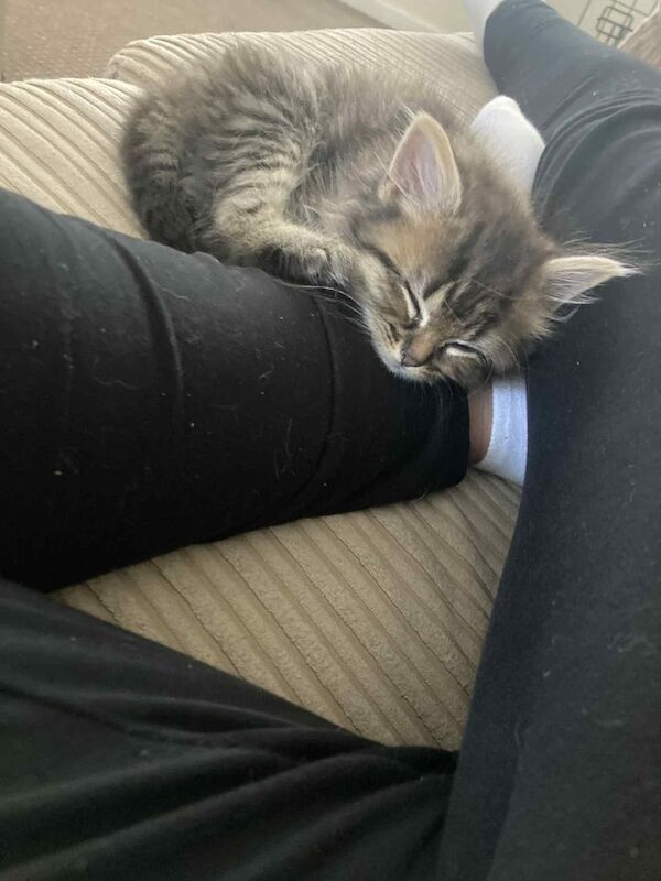 Persian kittens for sale in Sunderland, Tyne and Wear – 8 weeks old - Image 3 of 3