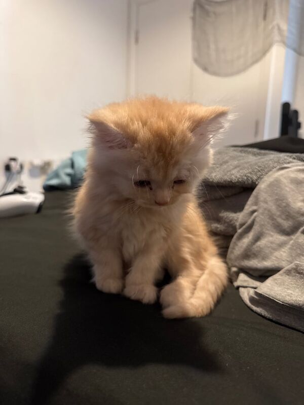 Persian kittens for sale in Feltham, Greater London – 9 weeks old