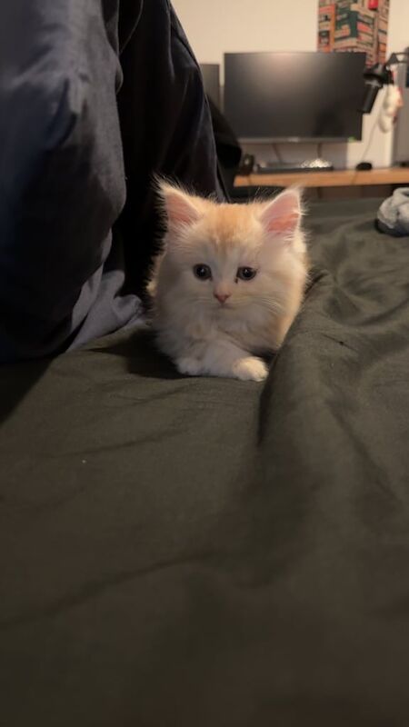 Persian kittens for sale in Feltham, Greater London – 9 weeks old - Image 2 of 6