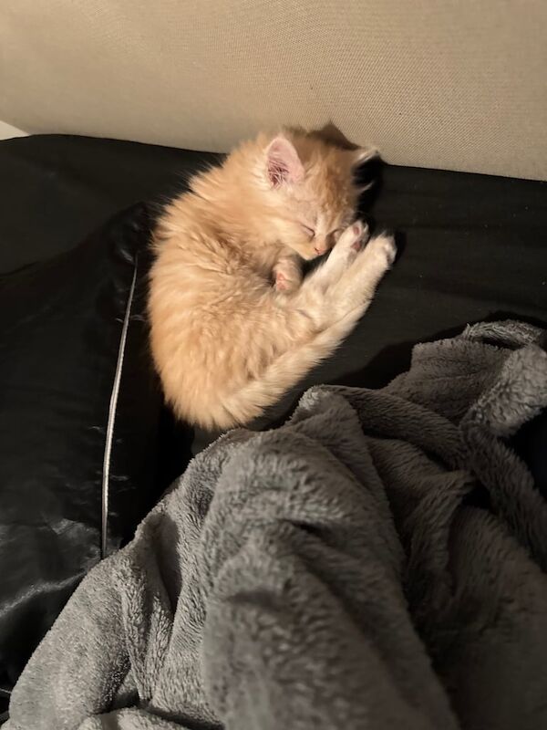 Persian kittens for sale in Feltham, Greater London – 9 weeks old - Image 3 of 6