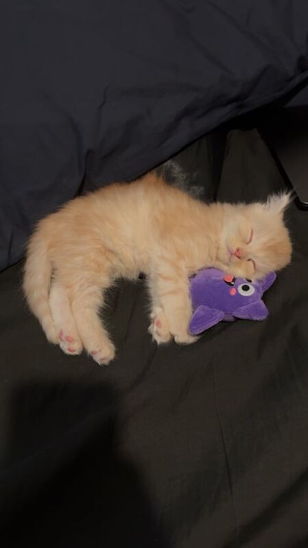 Persian kittens for sale in Feltham, Greater London – 9 weeks old - Image 4 of 6