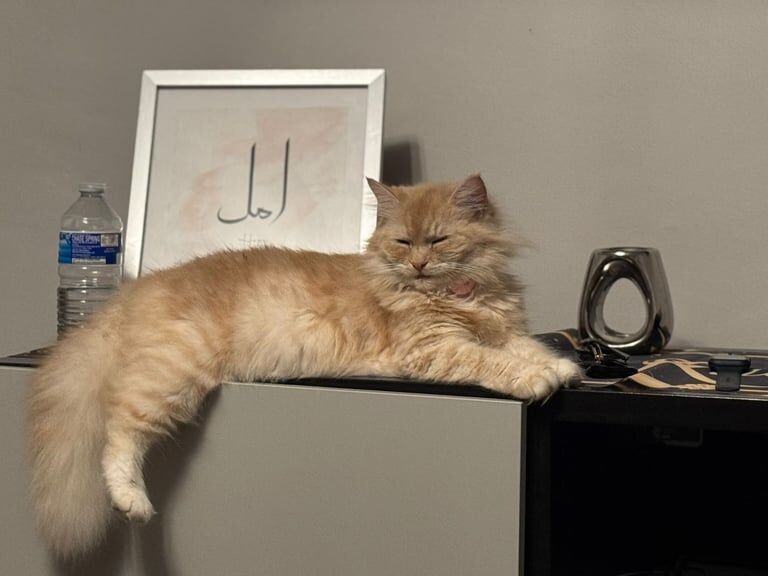 Persian kittens for sale in Feltham, Greater London – 9 weeks old - Image 5 of 6