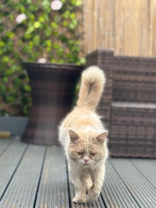 Persian kittens for sale in Feltham, Greater London – 9 weeks old - Image 6 of 6