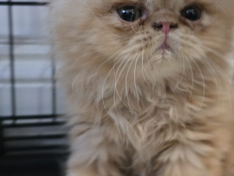 Persian Kitten for loving Home for sale in London, Greater London