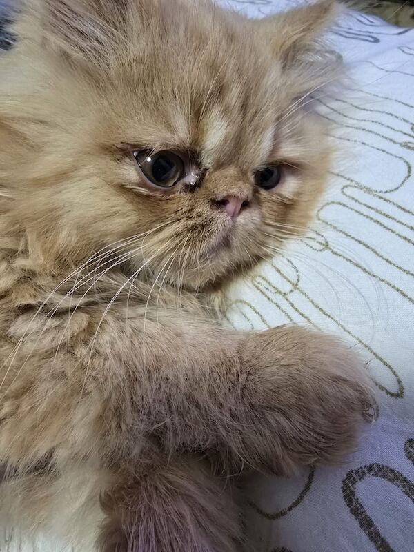 Persian Kitten for loving Home for sale in London, Greater London | Image 2