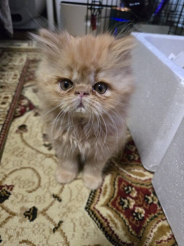 Persian Kitten for loving Home for sale in London, Greater London | Image 3