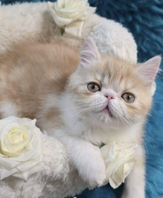 Persian kittens for sale in Stratford, Greater London – 11 weeks old